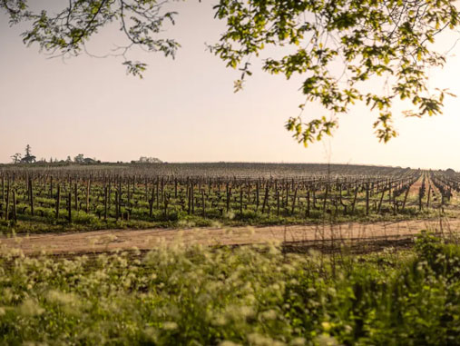 Château Barrail du Blanc